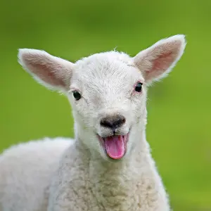 Lambs: Sheep - lamb smiling and happy with mouth open