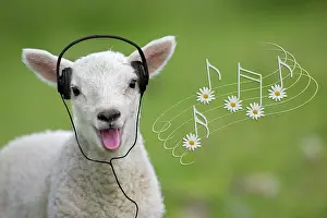 Lambs: Sheep