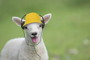 Bleating: Sheep