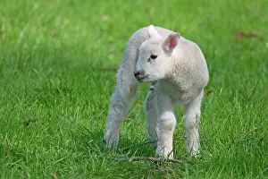 Robin Boswell: Sheep - Lamb at springtime