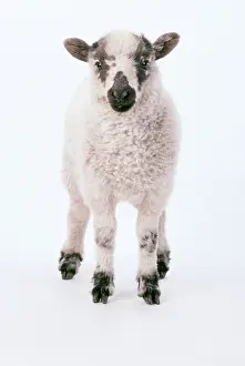 Hooves: SHEEP - Lamb standing