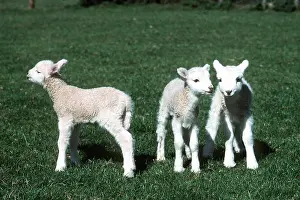 Lambs: Sheep - Three lambs