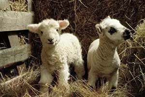 Easter: Sheep - two lambs
