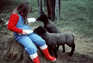 Lambs: SHEEP - Lambs - being fed from bottle by child