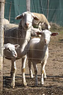 Barriers: Sheep and lambs behind a fence