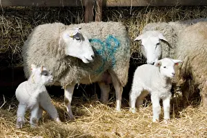 Lambing: Sheep & Lambs - in lambing pen