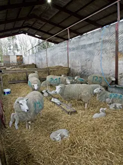 Lambing: Sheep & Lambs - in lambing shed