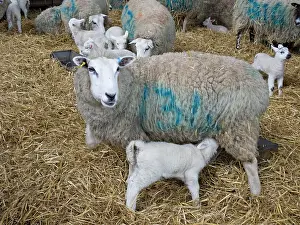 Lambing: Sheep & Lambs - in lambing shed