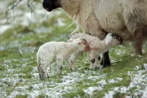 Mixture: Sheep with lambs - mixture of Suffolk and Welsh