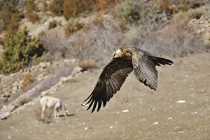 Necrophages: Sheep and Lammergeier on flight Spain