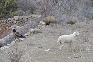 Necrophages: Sheep and Lammergeier on ground Spain