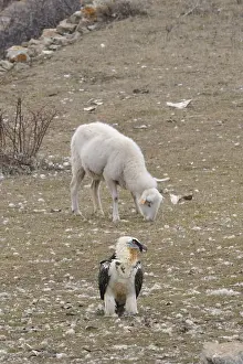 Ruminating: Sheep and Lammergeier on ground Spain