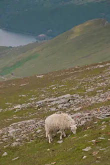 Snowdon: Sheep along the Llanberis Path to Snowdon