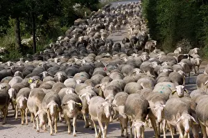 Lozere: Sheep
