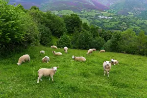 Keeping: Sheep meadow in mountain - Asturias Spain
