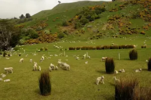 Peninsulas: Sheep in a meadow in New Zealand