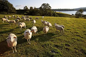 Limousin: Sheep in meadow Parc Naturel Regional de Millevaches France