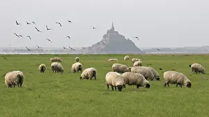 Book: Sheep Meadow-salted in the Bay of Mont Saint-Michel