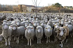 Bells: Sheep Merinos d'Arles in winter Provence France