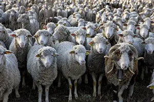 Bells: Sheep Merinos d'Arles in winter Provence France