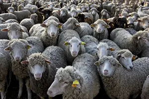 Population: Sheep Merinos d'Arles in winter Provence France