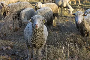Population: Sheep Merinos d'Arles in winter Provence France