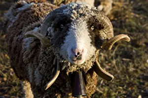 Bells: Sheep Merinos d'Arles in winter Provence France