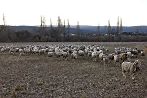 Merino: Sheep Merinos d'Arles in winter Provence France