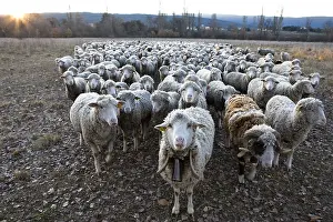 Bells: Sheep Merinos d'Arles in winter Provence France
