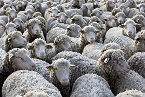 Woolly: Sheep Merinos d'Arles in winter Provence France
