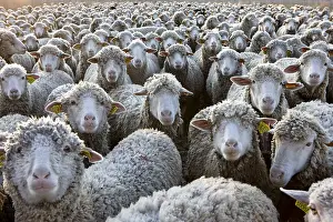 Standards: Sheep Merinos d'Arles in winter Provence France
