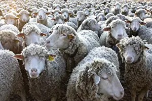 Standards: Sheep Merinos d'Arles in winter Provence France
