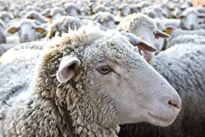 Standards: Sheep Merinos d'Arles in winter Provence France