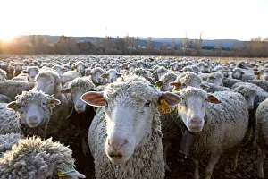 Standards: Sheep Merinos d'Arles in winter Provence France