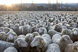 Standards: Sheep Merinos d'Arles in winter Provence France