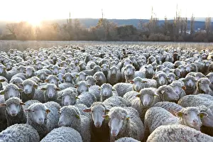 Standards: Sheep Merinos d'Arles in winter Provence France