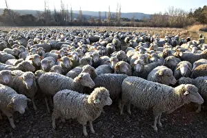 Standards: Sheep Merinos d'Arles in winter Provence France
