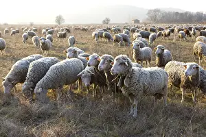 Raised: Sheep Merinos d'Arles in winter Provence France