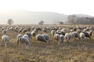 Raised: Sheep Merinos d'Arles in winter Provence France