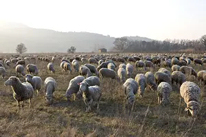 Raised: Sheep Merinos d'Arles in winter Provence France