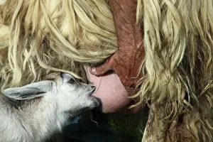 Swallowing: Sheep milking a young goat in the Pisa region - Tuscany