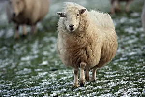 Mixture: Sheep - mixture of Suffolk and Welch mountain breeds