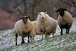 Mixture: Sheep - mixture of Suffolk and Welsh mountain breeds