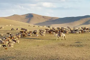 Chevres: Sheep in Mongolia