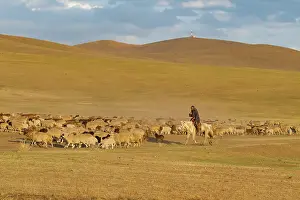 Chevres: Sheep in Mongolia