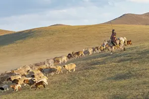 Chevres: Sheep in Mongolia