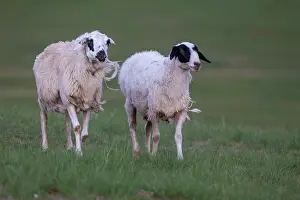 Steppe: Sheep in Mongolia