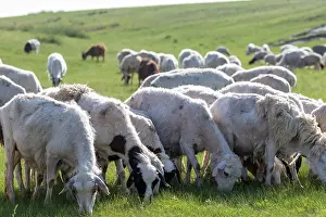 Steppe: Sheep in Mongolia