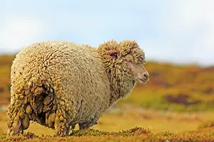 Heaths: Sheep in the moor - Falkland Islands