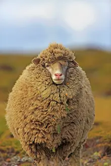 Heaths: Sheep in the moor - Falkland Islands